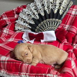 Dachshund Puppies from Snuggle Snoot Doxies