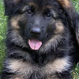 German Shepherds from North Mountain Shepherds