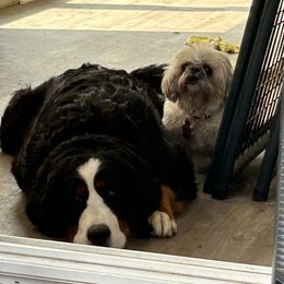 Bernese Mountain Dog Puppies from Lonesome Pine Farm