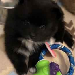 Abby - Black female Pomeranian puppy in Ocala, Florida from Roxy's Pomeranian Puppies