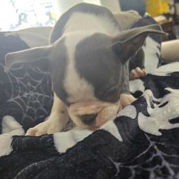 Boston Terrier Puppies from Aronow pups