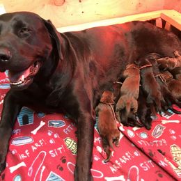 Labrador Retriever All Grown Up from Rocky Mountain Dogs - Utah