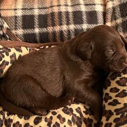 Labrador Retriever Puppies from Be Brave