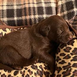 Labrador Retriever Puppies from Be Brave