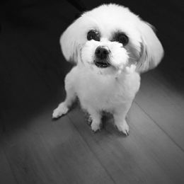Jasmine - Maltese