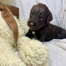 Labradoodle Puppies from Molly’s Doodles