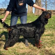 Gordon Setters from Tamdhu Gordon Setters