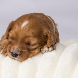 Cavapoo Puppies from North Ranch Doodles