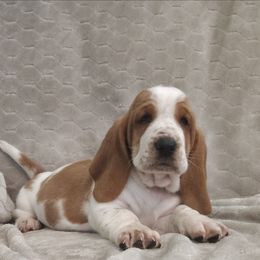 Sassy - Red and white female Basset Hound puppy in Newton Grove, North Carolina from MGA Basset Hound
