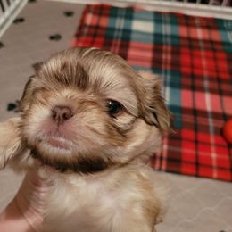 Shih Tzu Puppies from Sugar Paws Heavenly Shih Tzu’s