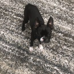 Boston Terrier Puppies from Bonze Boston Terriers