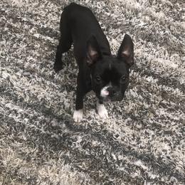 Boston Terrier Puppies from Bonze Boston Terriers