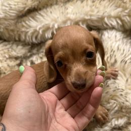 DO NOT FILL OUT APPLICATION UNLESS SERIOUS - Brindle male Dachshund puppy in Wisconsin from Sabe and Shabe’s Doxies