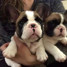 English Bulldog and French Bulldog Puppies from ClayBulldogs