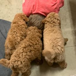 Jaxon - Red  male Poodle puppy in Nacogdoches, Texas from BA Mini Poodles