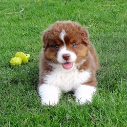 Australian Shepherd Puppies from NorthRidge Australian Shepherds