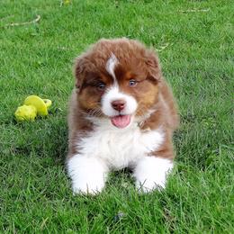 Australian Shepherd Puppies from NorthRidge Australian Shepherds