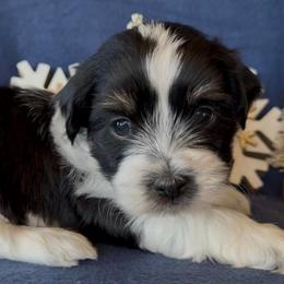 Stetson -AKC - Black and white male Havanese puppy in Verden, Oklahoma from Holcombs Puppy Ranch