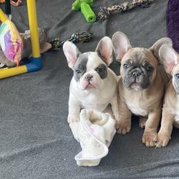 French Bulldog Puppies from Queenbeebullies