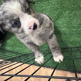 Jason - Blue merle male Miniature Australian Shepherd puppy in Reidsville, North Carolina from Cherry Grove Kennel