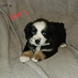 Tiny Tina - Black tri female Miniature Australian Shepherd puppy in Kingman, Arizona from Waggin Bow Mini Aussies