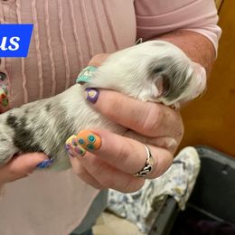 Fergus - Blue merle and white male Shetland Sheepdog puppy in Kaycee, Wyoming from Heavenly Shelties