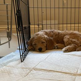 Goldendoodle Puppies from BB Doodles
