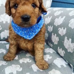 Goldendoodle Puppies from Millie Billie Doodles