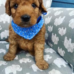 Goldendoodle Puppies from Millie Billie Doodles