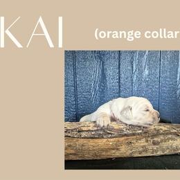 Kai - Light golden male Golden Retriever puppy in El Campo, Texas from Starlight Goldens