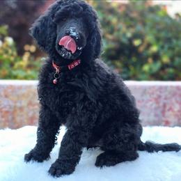 Tomato - Black male Poodle puppy in Springfield, Oregon from Valaurah Farms