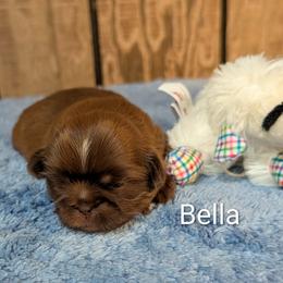 Bella - Liver female Shih Tzu puppy in Ruffs Dale, Pennsylvania from RAM Shih Tzus Rolling Hills of PA