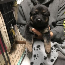 Boy 2 - German Shepherd puppy in Ostrander, Ohio from HVC Kennels-Home of Von Monray Elite German Shepherds