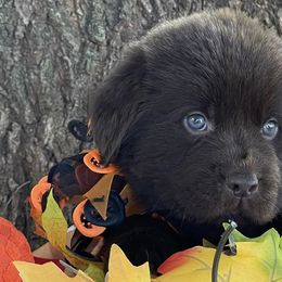 Newfoundlands from Double T Newfoundlands & Cocker Spaniels
