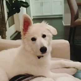 Berger Blanc Suisse Puppies from Absolute Dream White Swiss Shepherds