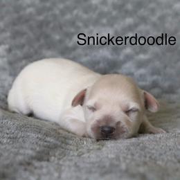 Snickerdoodle - White female Miniature Schnauzer puppy in Tremonton, Utah from Rocky Mountain Schnauzer