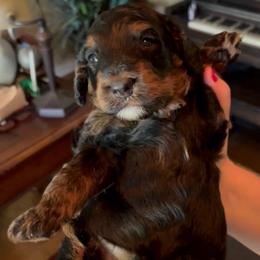 Boy 2 - Phantom male Bernedoodle puppy in Yuba City, California from Ranch House Doodles