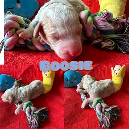 Boosie - Cream male Goldendoodle puppy in Cordova, Tennessee from TrueLine kennels