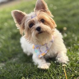 Chanel - Yorkshire Terrier