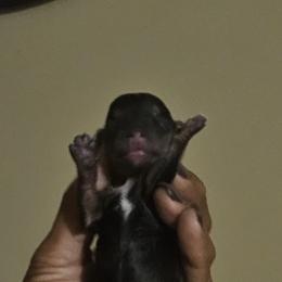Boy 5 - Black and gold male Yorkshire Terrier puppy in Ohio from Brittany’s Yorkshire Terriers