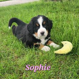 Sophie - Black rust and white female Bernese Mountain Dog puppy in Auburn, Indiana from Swamp Creek Berners