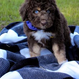 Aussiedoodle Puppies from Gore Doodle Ranch