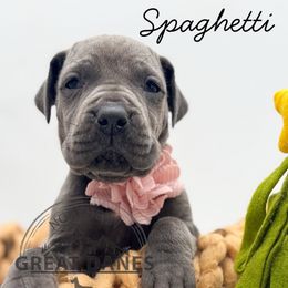 Spaghetti - Blue female Great Dane puppy in Sac City, Iowa from Northern Great Danes of Colorado & Iowa
