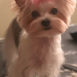 Yorkshire Terriers from Bellevue Farm