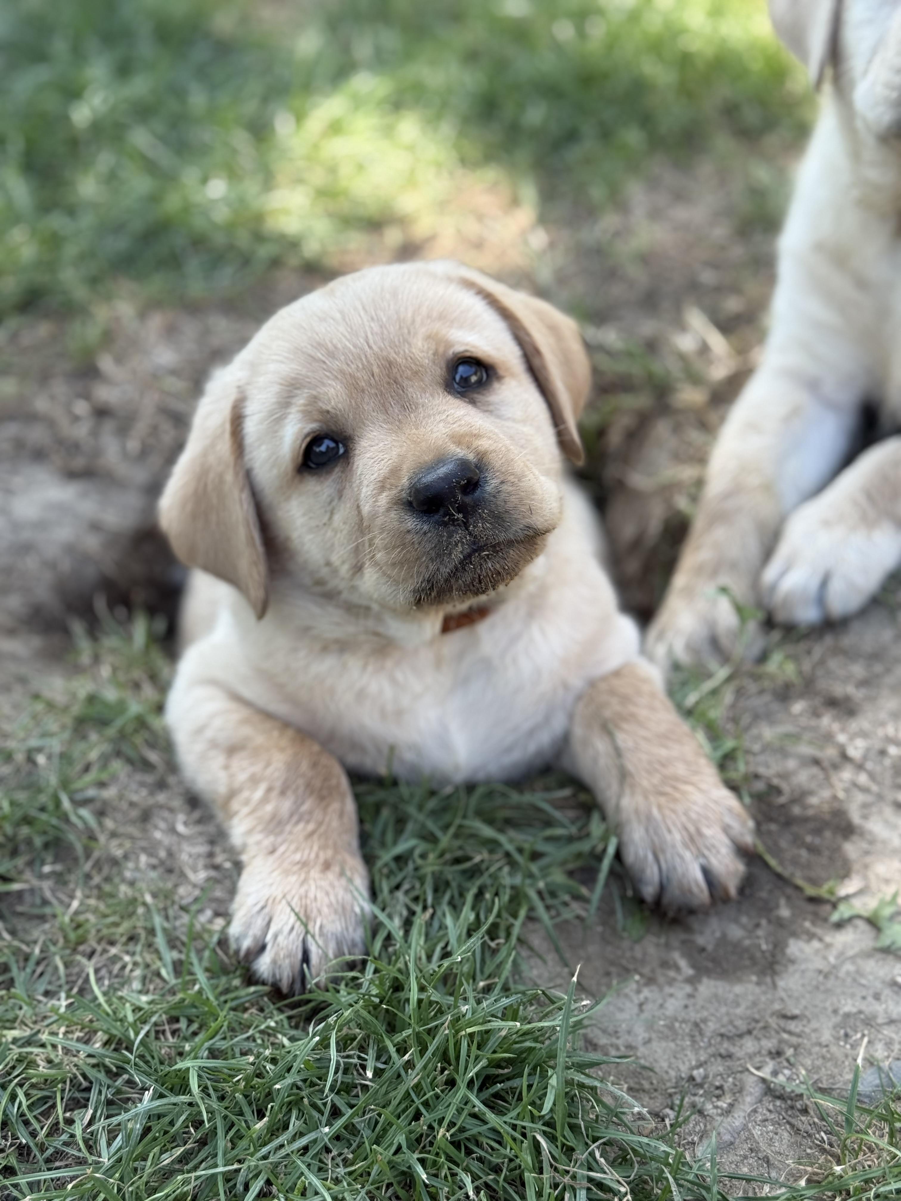 O’Brien Labrador Retrievers in California | Labrador Retriever puppies ...
