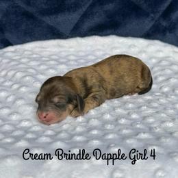 Cream Brindle Dapple Girl 4 - Cream female Dachshund puppy in Pauls Valley, Oklahoma from Simply Happy Dachshunds
