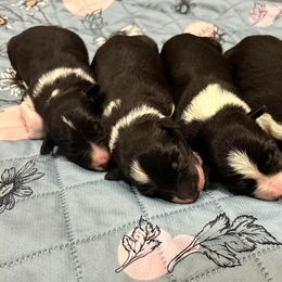 Border Collie and Golden Retriever Puppies from Sona Kennels