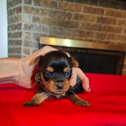 Mr. Green - Black and gold male Yorkshire Terrier puppy in Woodway, Texas from The Yorkie Empire