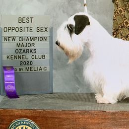 CeeCee  - Sealyham Terrier