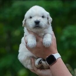 Leo - Light golden male Golden Retriever puppy in Saint Joe, Indiana from Golden Acres Farm